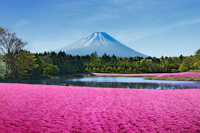 Mt. Fuji Shiba Sakura Festival and Hoto Noodle Making
