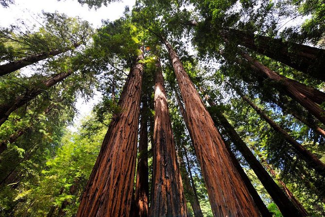 Muir Woods and Sausalito Afternoon Tour Small-Group Half-Day