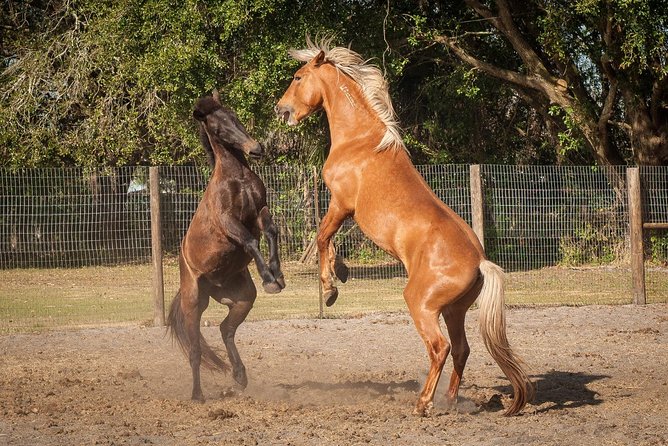 Mustang Rescue & Care Center Review