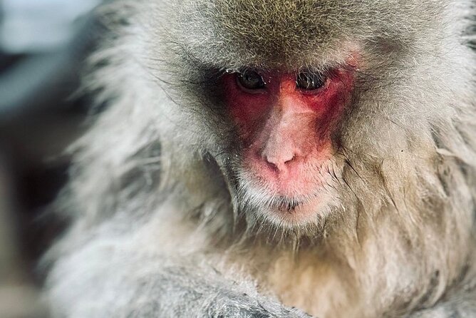Nagano: Snow Monkey and Zenkoji Temple Free Sake Taste Day Tour