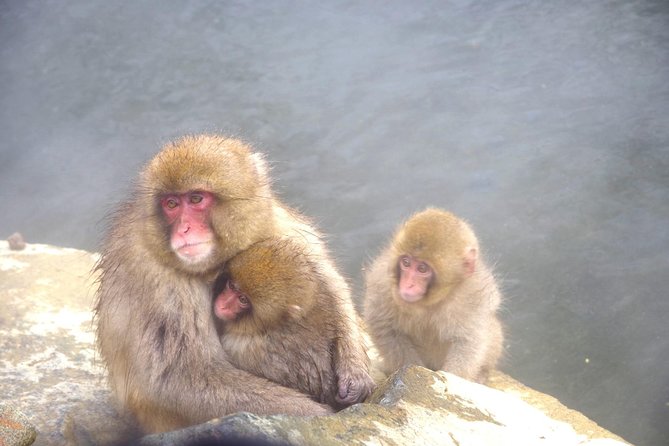 Nagano Winter Special Tour Snow Monkey and Snowshoe Hiking!! - Inclusions