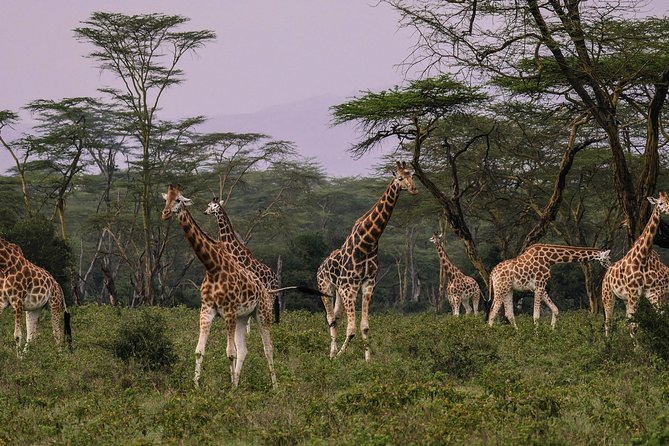 Nairobi National Park 5 Hours Tour