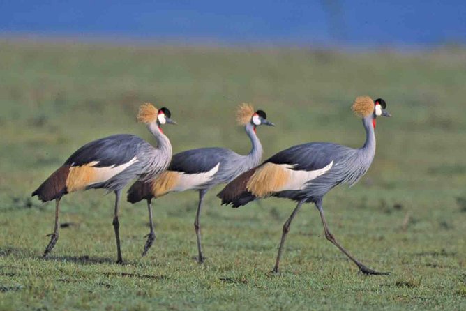 Nairobi National Park Tour