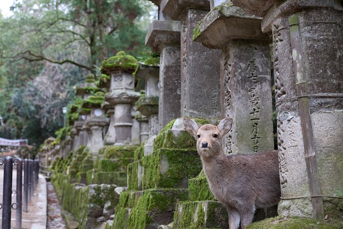 Nara: 1.5 Hour Private Kasuga Taisha Shrine Tour – World Heritage