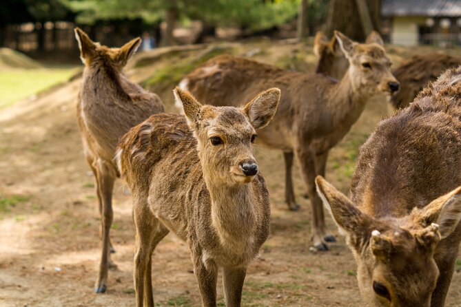 NARA and KYOTO 1 Day Bus Tour