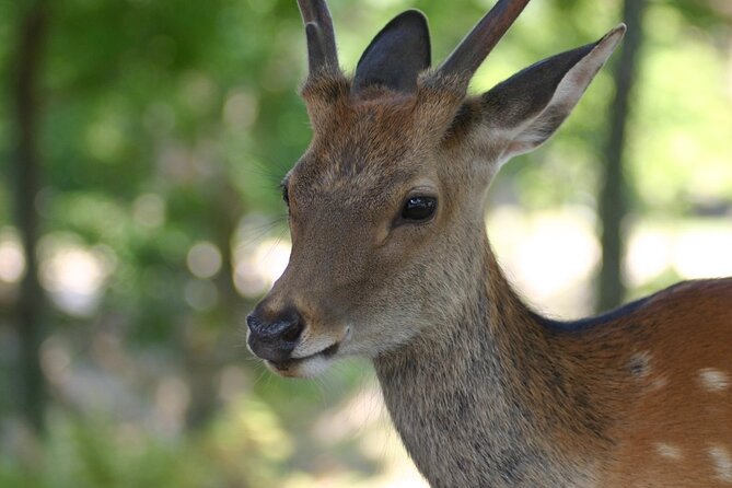 Nara Half Day Walking Tour