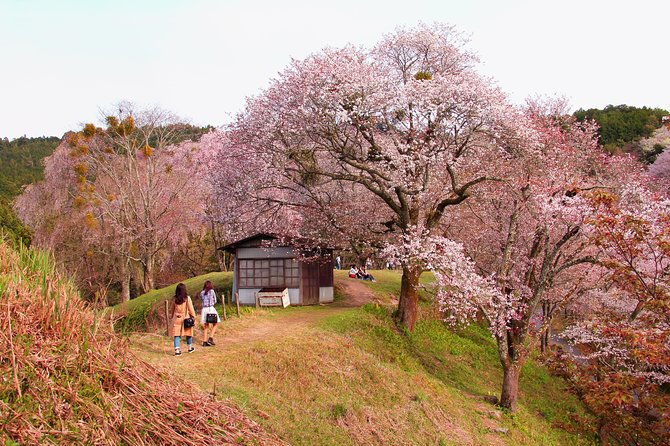 Nara Private Customizable Full Day Tour