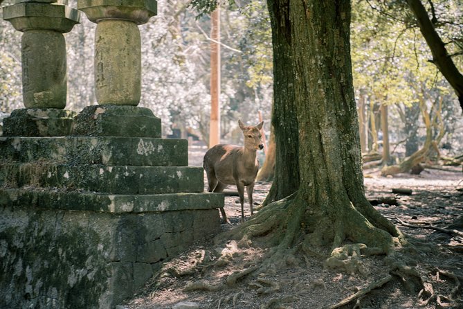 Nara Private Customizable Half Day Tour - Customization and Itinerary