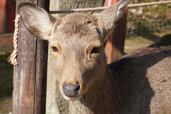 Nara Todaiji Lazy Bird Walking Tour - Tour Overview