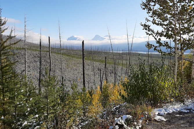 Nature Walk in Glacier National Park