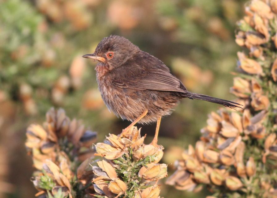 New Forest Discovery Walk (Lyndhurst)