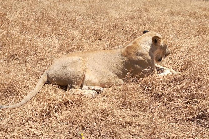 Ngorongoro Day Trip From Arusha / Kilimanjaro
