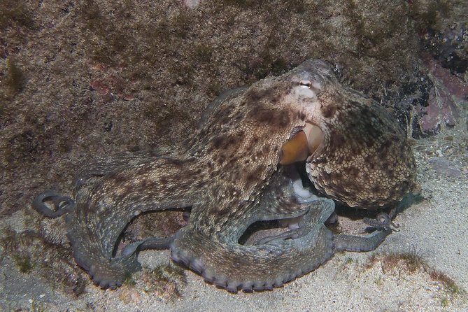 NIGHT DIVING – Dive Into the Darkness and Be Moved by Its Serenity !