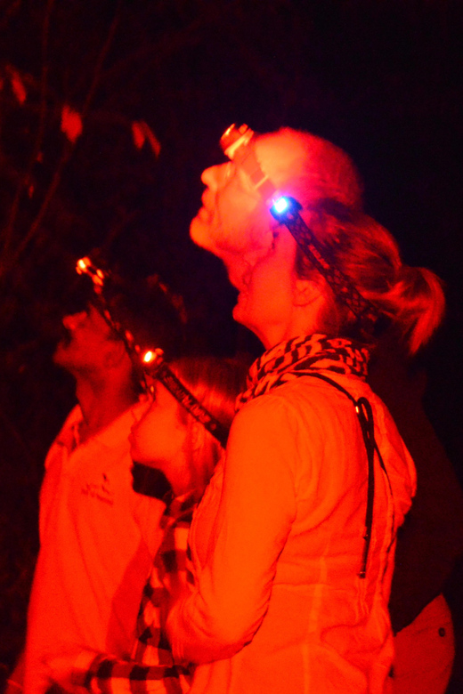 Night Hike to See Elusive & Rare Loris in Sigiriya