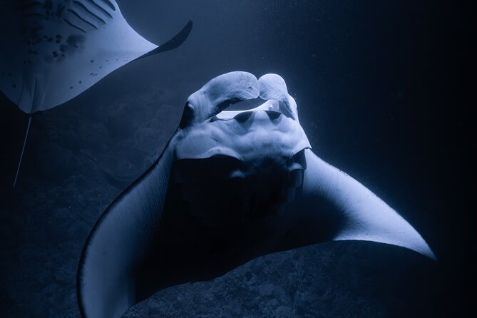 Night Manta Ray Snorkel Review: Unforgettable Experience