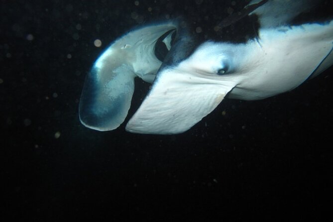 Night Manta Ray Tour | Departs From Keauhou Bay - Inclusions