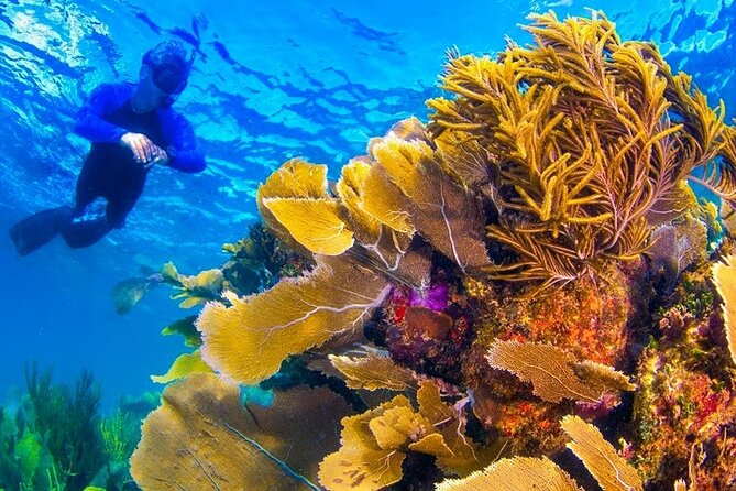 Nizuc Reef Snorkel Experience