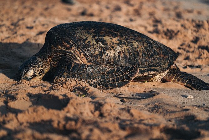North Shore of Oahu Private Full-Day Tour With Local Guide - Itinerary Overview