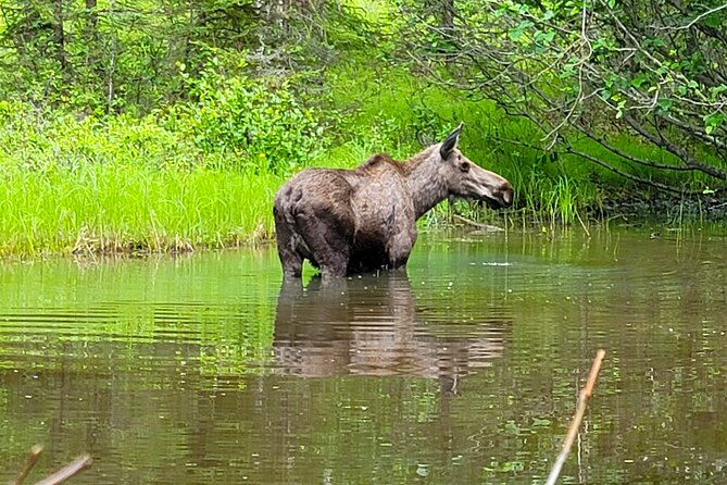 Northern Lights Experience From Anchorage Review