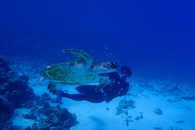 Okinawa Scuba Diving for Certified Divers (3 Boat Dives + Lunch)