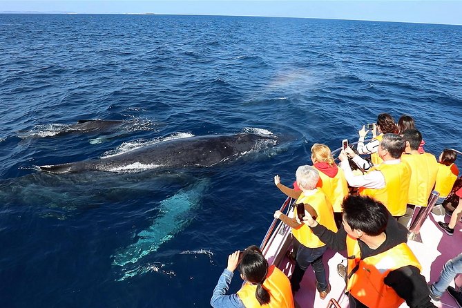 Okinawa Whale Watching From Naha - Overview and Details