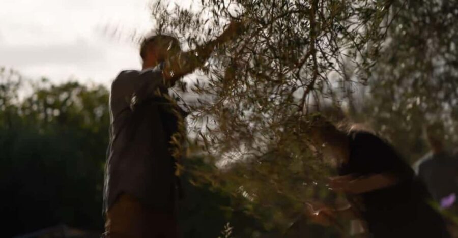 Olive Oil Evening A Journey of Taste, Tradition and Horses