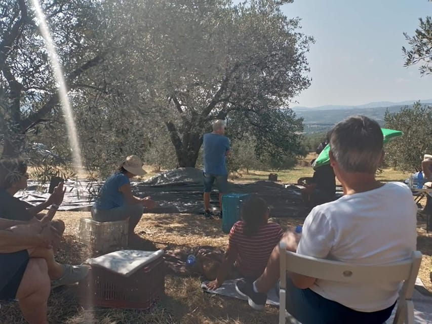 Olive Oil Tasting With Seminar in Kriopigi – Halkidiki.