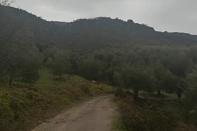Olive Oil Tour – From Athens