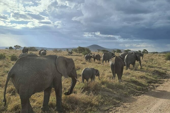 One Day Tanzania Safari - Tarangire or Arusha National Park - Overview of the Safari Experience