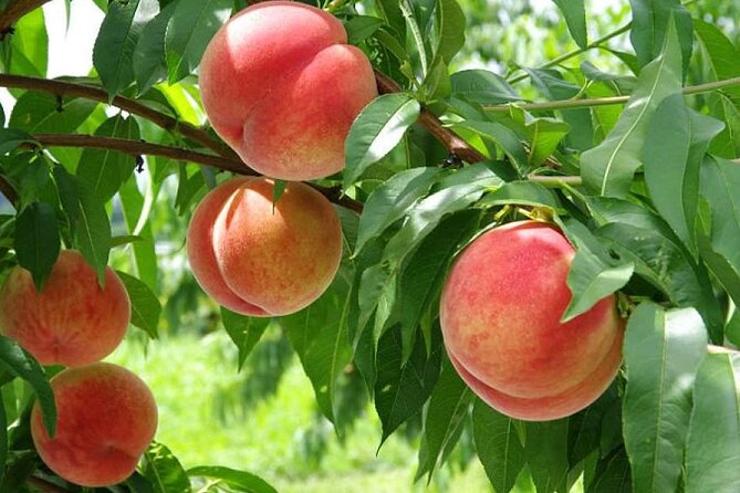 One Day Tour to Oishi Park and Fruit Picking in Mt. Fuji Tokyo
