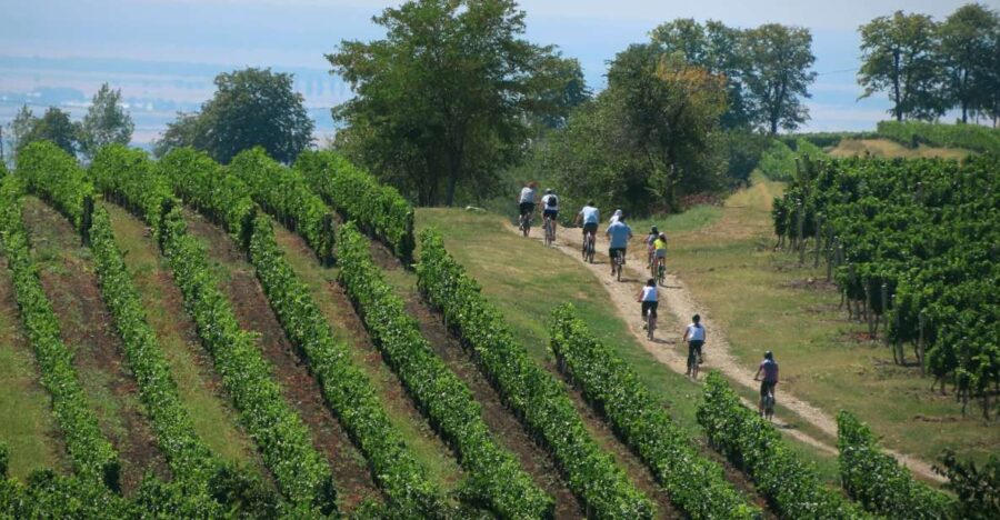 One Day Wine Route by Bike