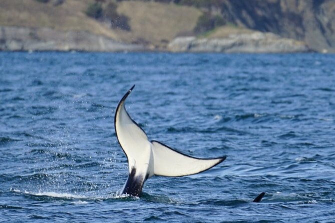 Orca Whale Tour From Orcas Island