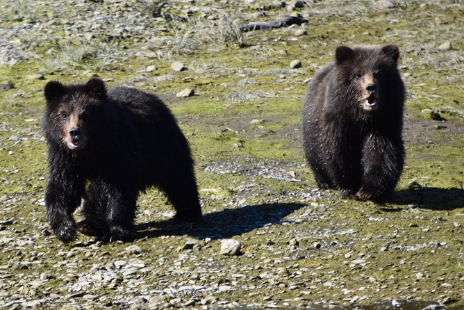 Pack Creek Brown Bear Viewing Juneau