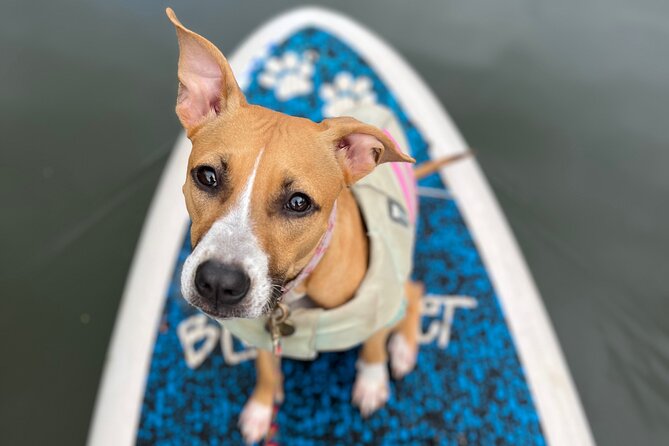 Paddle Board Haleiwa With Rescue Dogs