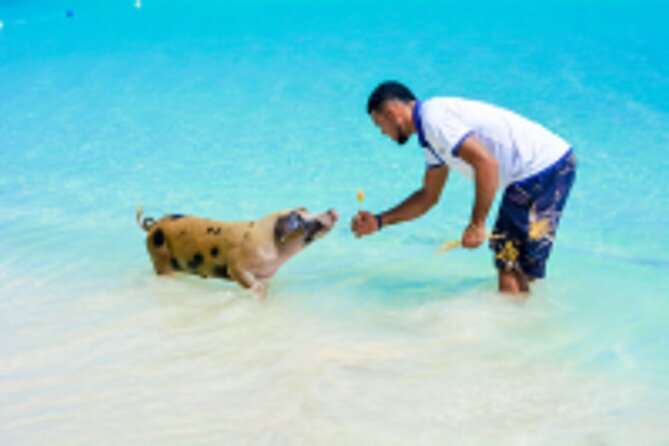 Paradise and Pigs Full Day Excursion From Puerto Plata With Lunch