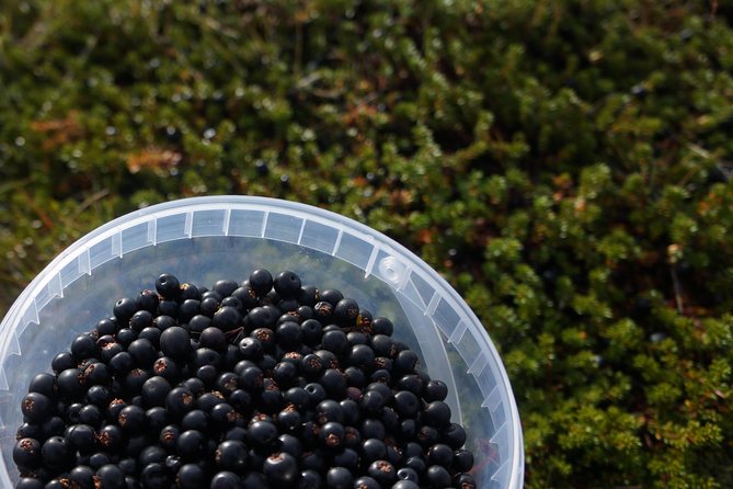 Picking Wild Berries and Making Your Own Jam in Iceland