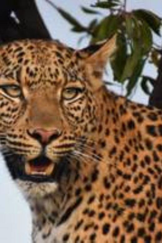 Pilanesberg : Sunrise Morning Game Drive