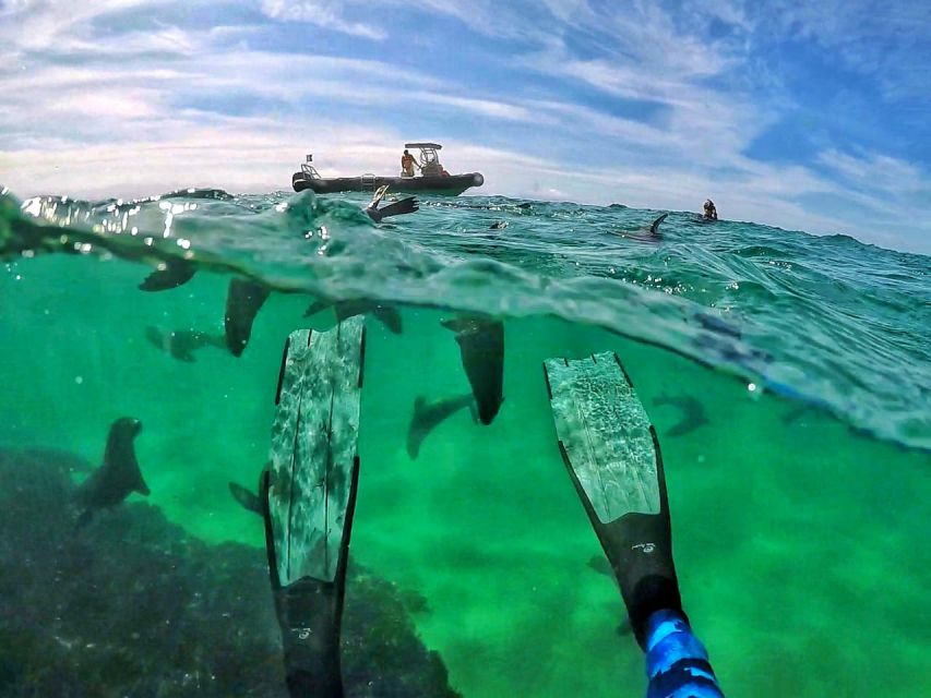 Plettenberg Bay: Swim With Seals - Overview of the Experience