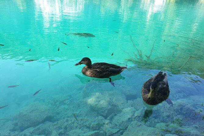 Plitvice Lakes and Deer Valley From Zagreb