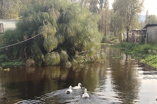 Pre-Hispanic Xochimilco, Meet Ajolotes!. Private Ecotour.