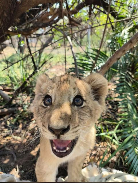 Pretoria: Lion and Cheetah Sanctuary Game Drive