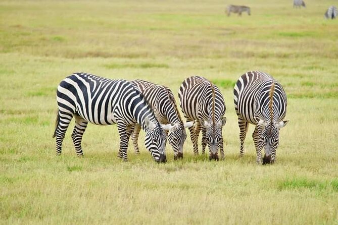 Private 2-day Diani Beach To Tsavo East and West Safari