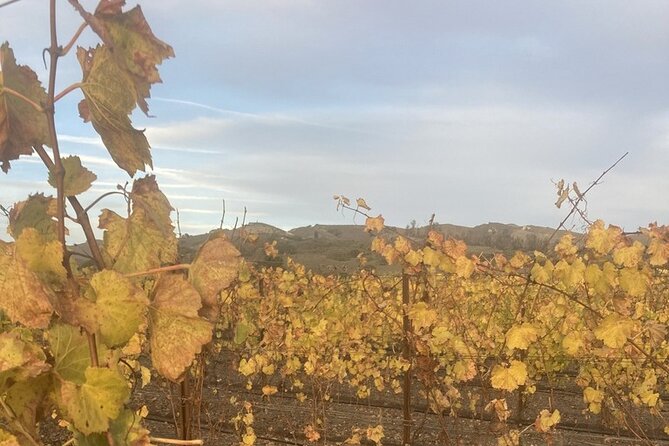 Private 6 Hour Wine Tour of Santa Barbara County