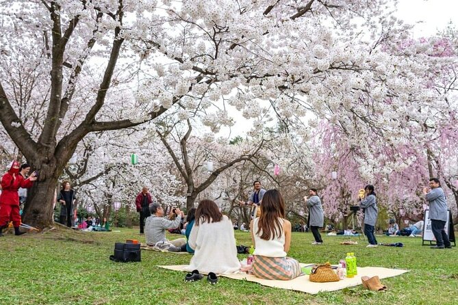 Private and Unique Fukuoka Cherry Blossom Sakura Experience