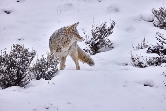 Private, Bespoke, Yellowstone Photography Safari – Half Day