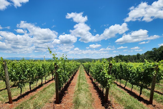 Private Charlottesville Area Wine Tour - What to Expect on Your Tour