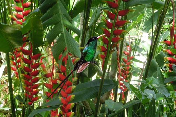 Private Customizable Negril Nature Tour [Transportation]Hotel Pick-Up