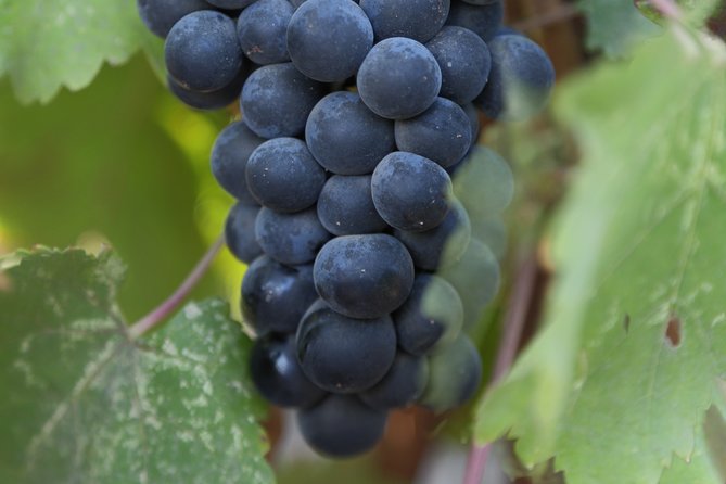 Private, Customized Napa Valley Wine Tasting Tour 10 Passenger - Experience the Best of Napa Valley