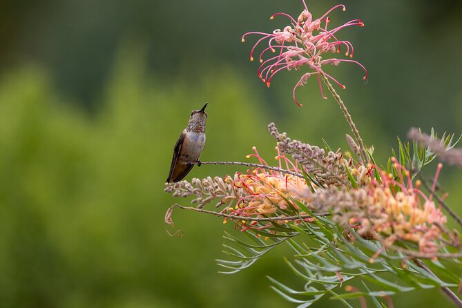 Private Day Tour in Yerette the Home of Hummingbird