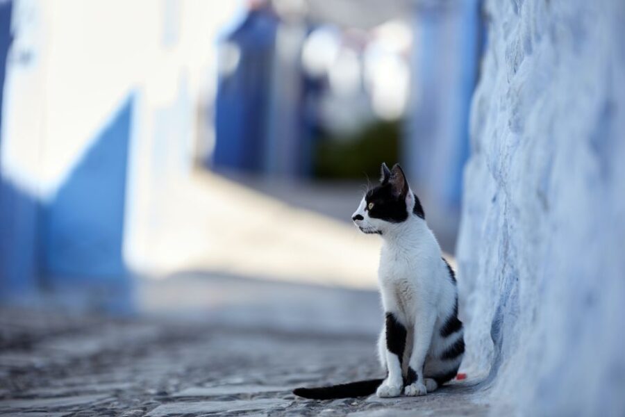 Private Day Trip To Chefchaouen From Fes